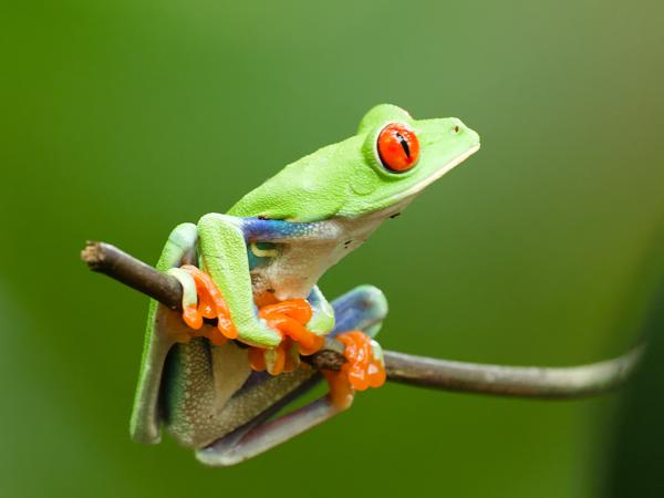 <h3><a href="/trips/costa-rica/biota/animalia/chordata/amphibia/anura/phyllomedusidae/agalychnis callidryas/agalychnis callidryas-nl.html">Agalychnis&nbsp;callidryas</a> / Red‑eyed&nbsp;treefrog / </h3>OM-1 Mark II met OLYMPUS M.150-400mm F4.5, 1/250 sec  bij F4.5, ISO 10000, afstand 2.17&nbsp;m